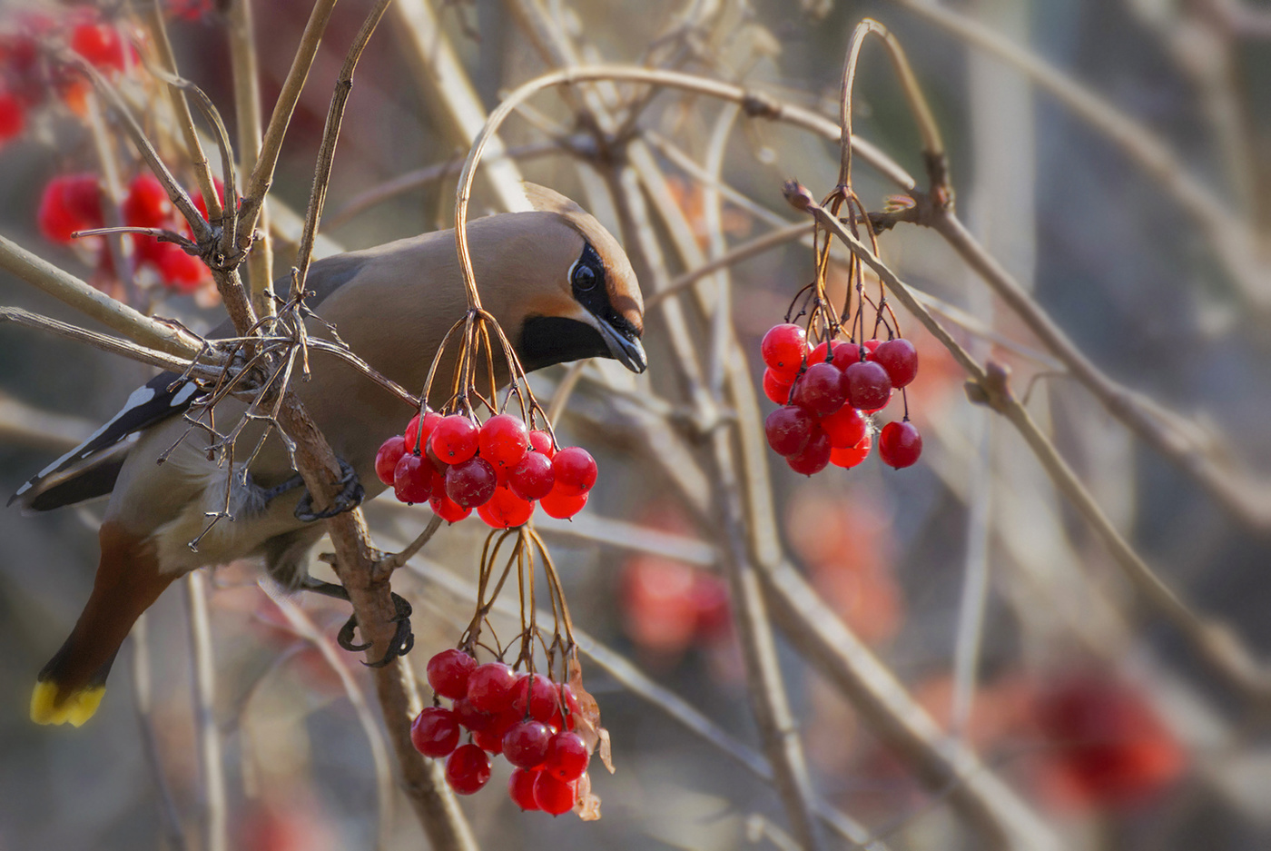 Свиристель на калине..
