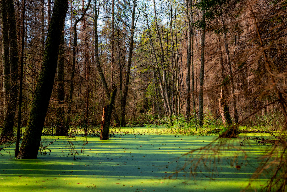 Сентябрьское болото