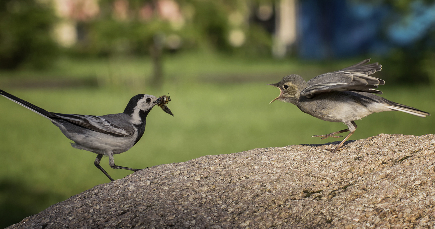 Трясогузка и птенец..