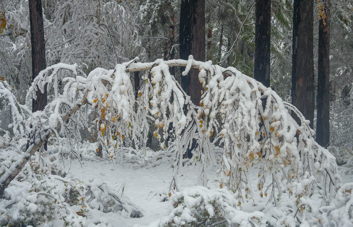 Сентябрь в снегу