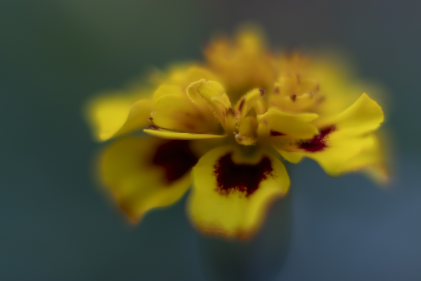 из ниоткуда...