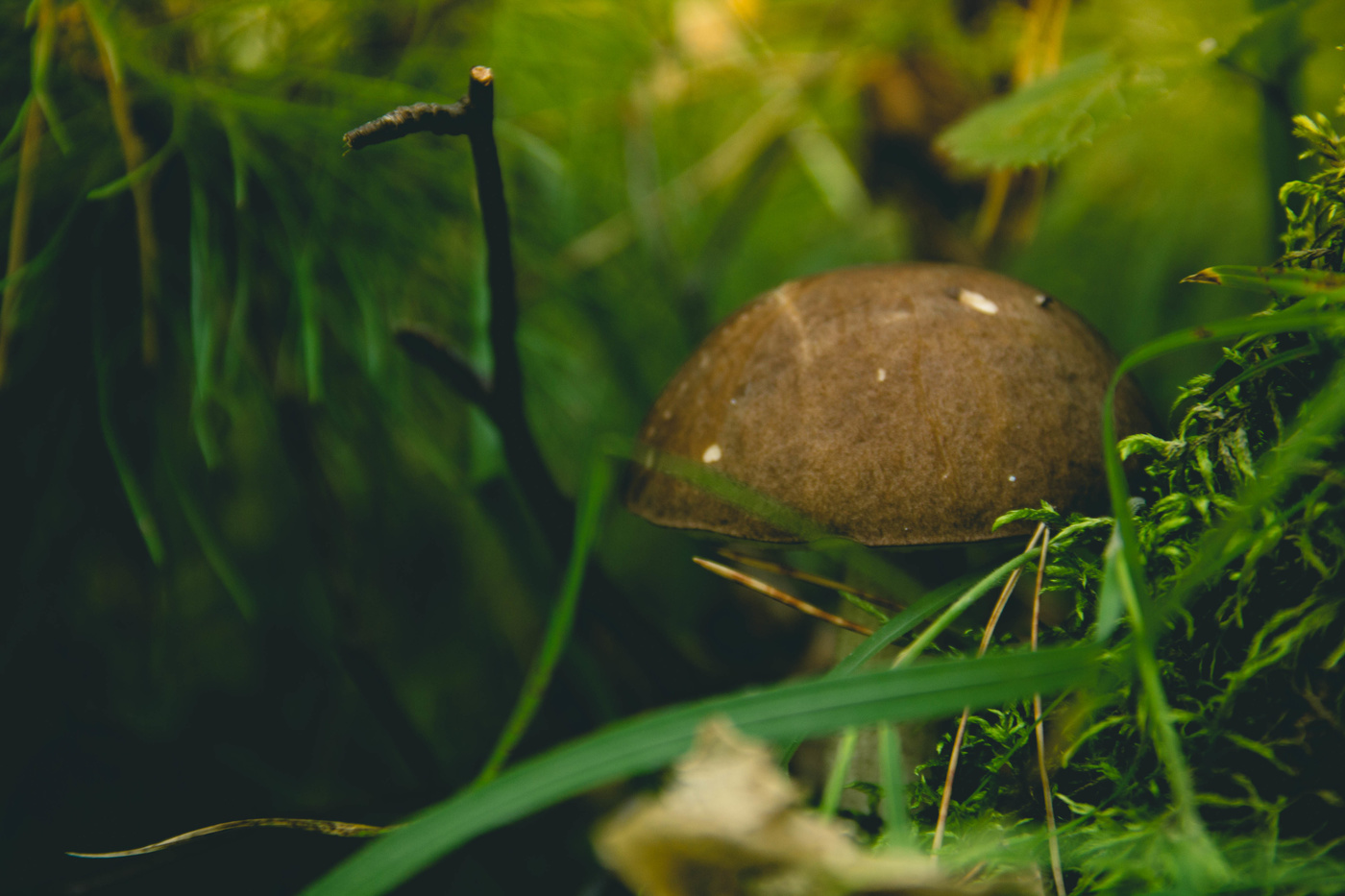 Подберезовик