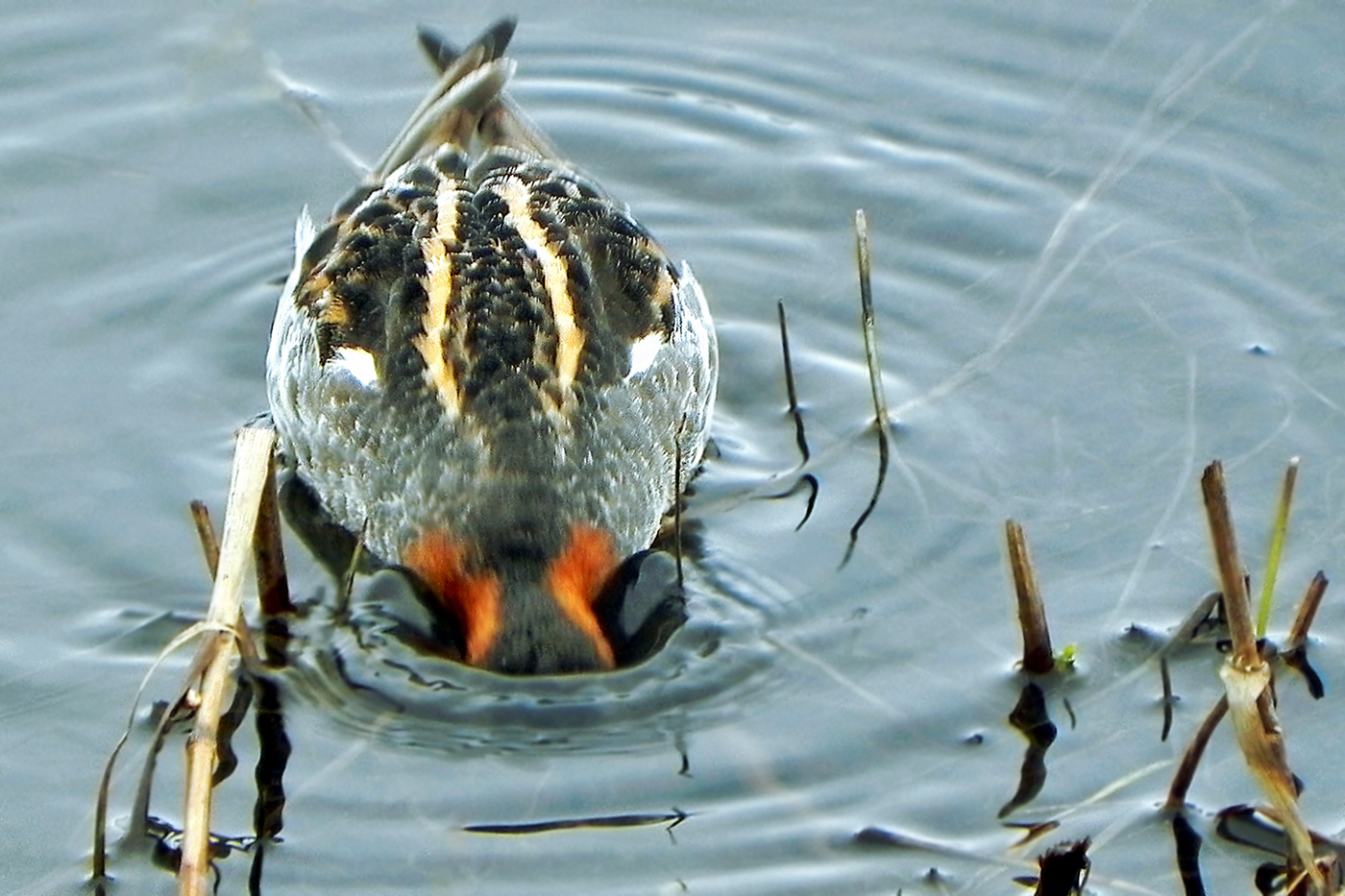 Водные процедуры