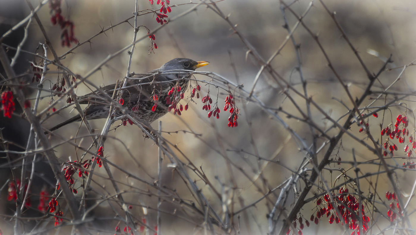 В весеннем барбарисе..
