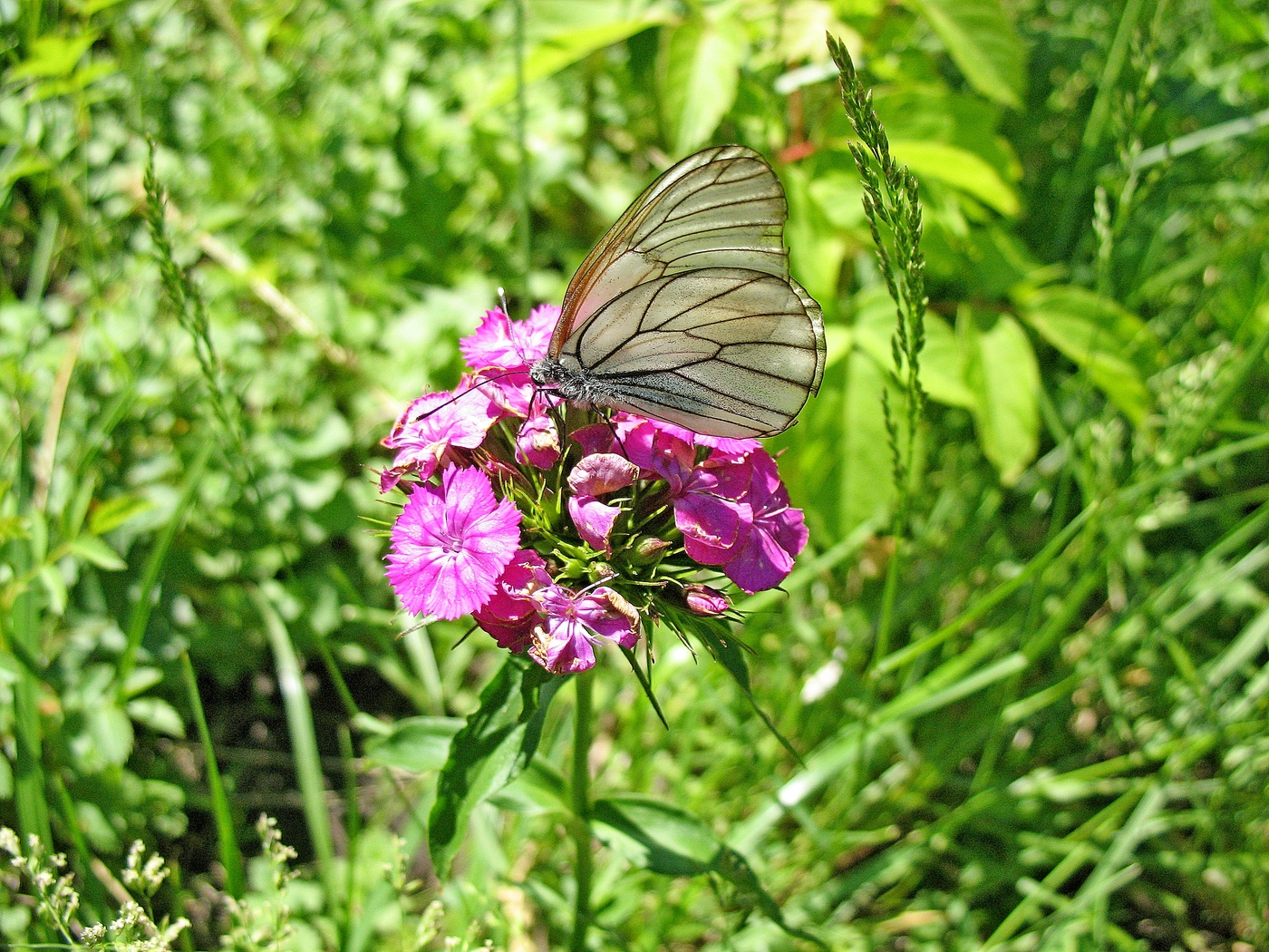 Бабочка и гвоздичка.