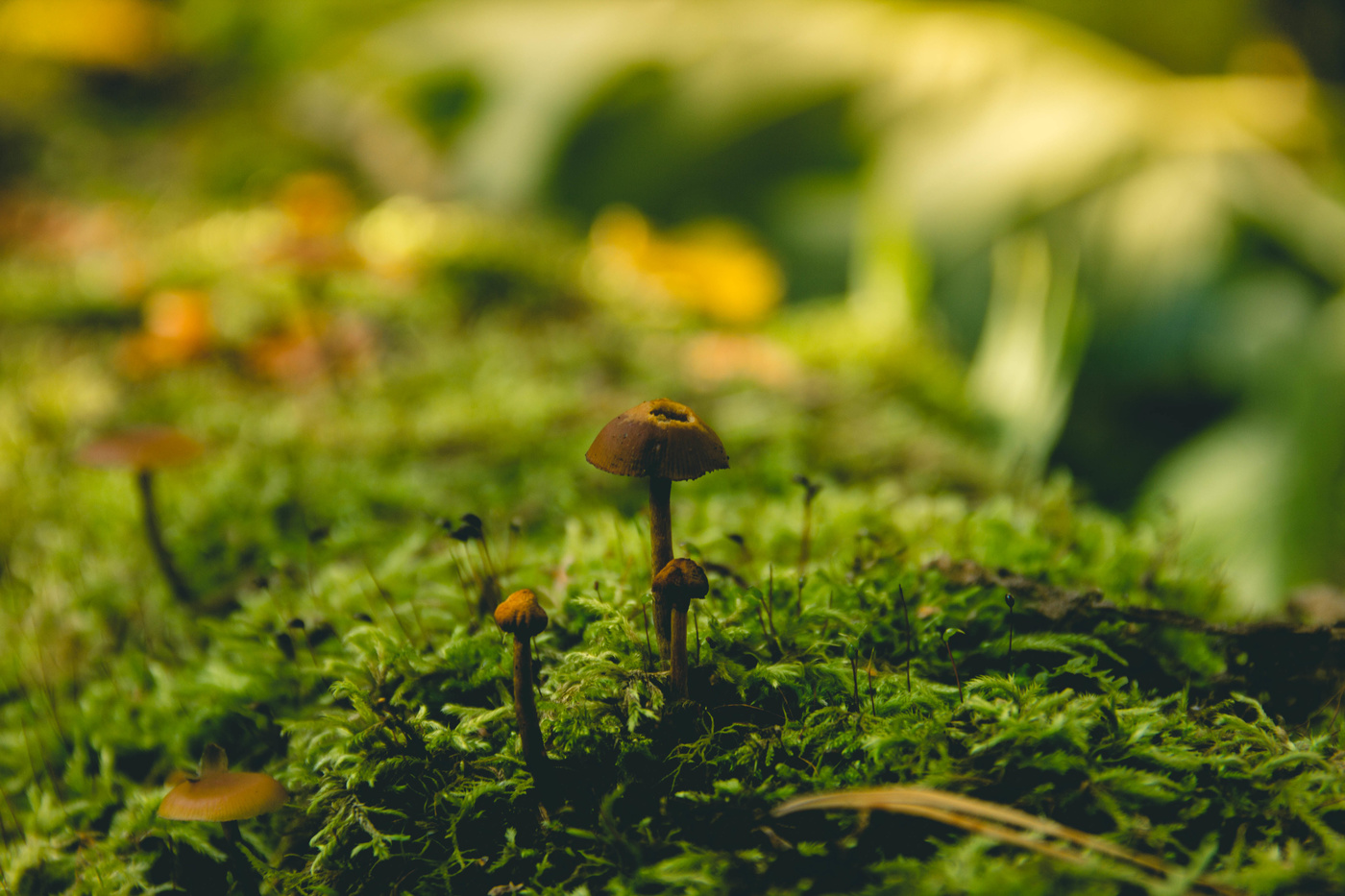 Лесные зарисовки