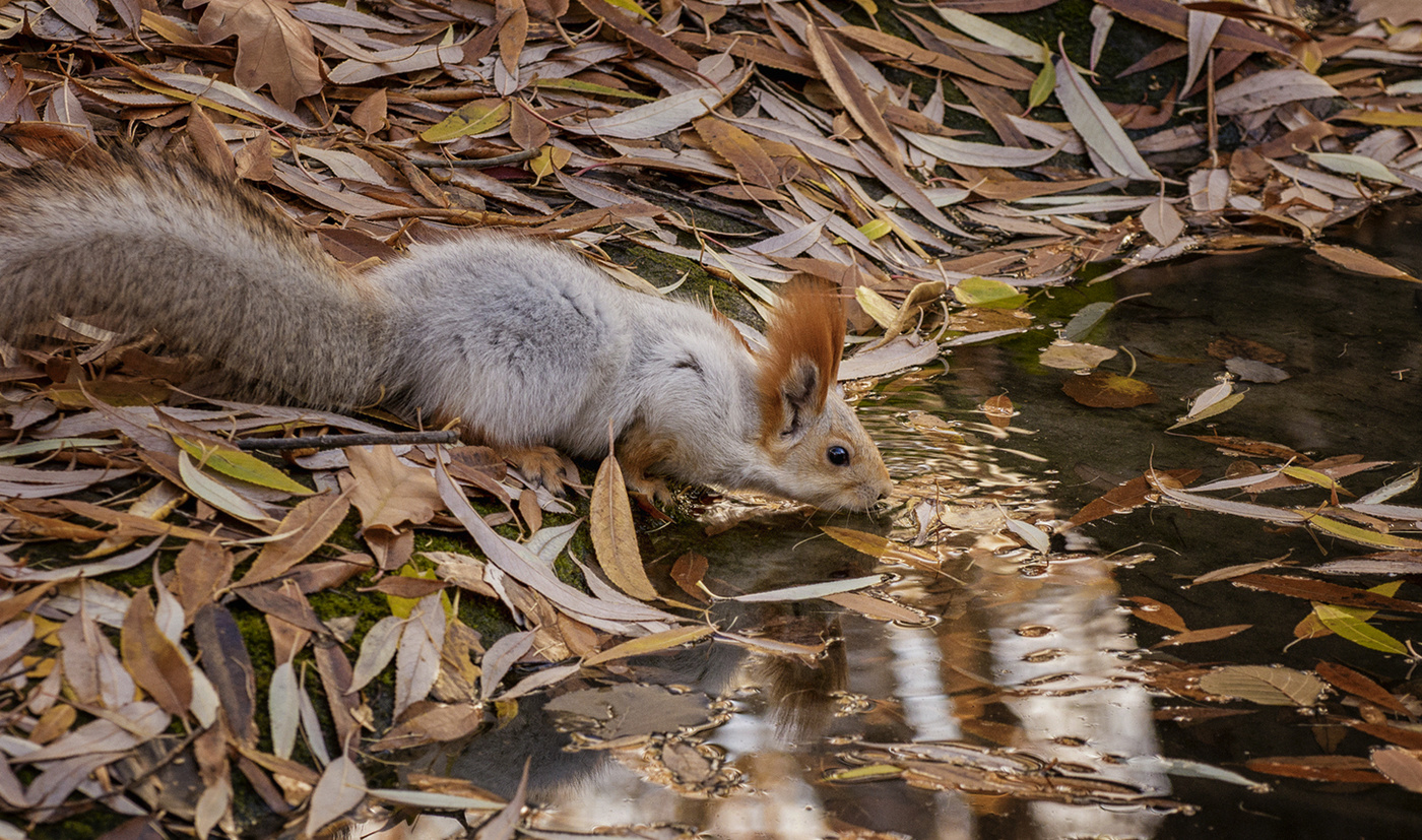 осенняя белка..
