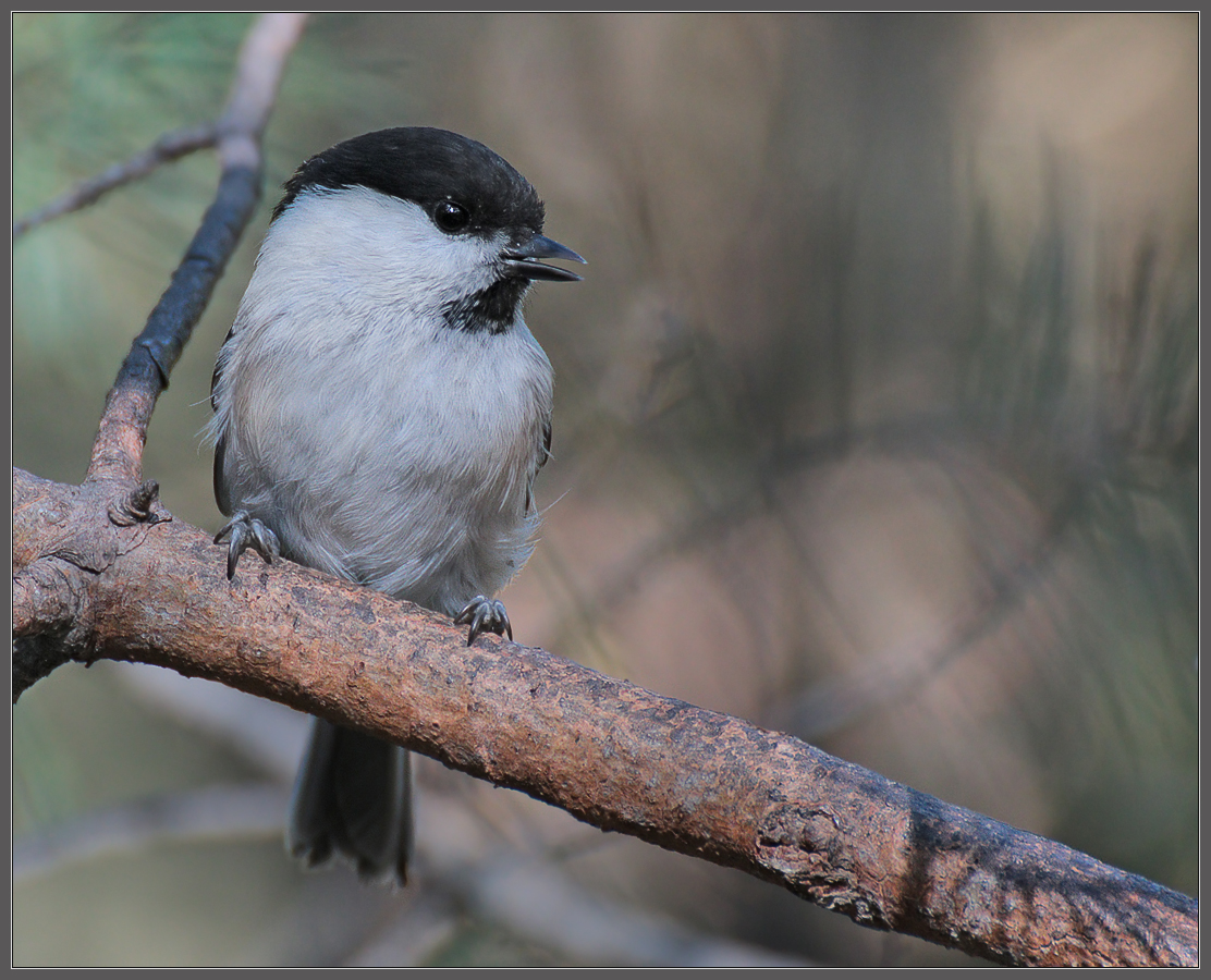 Обиделась...