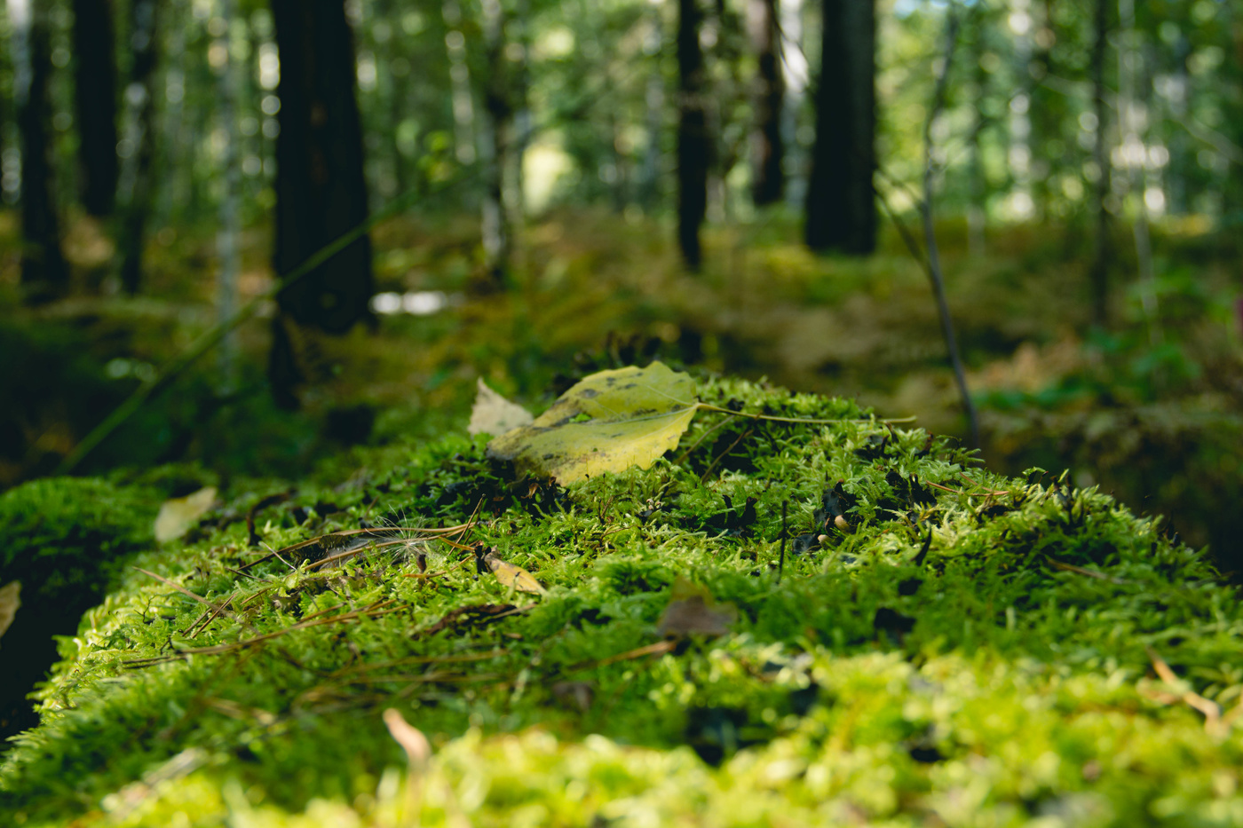Мох в Сосновом лесу