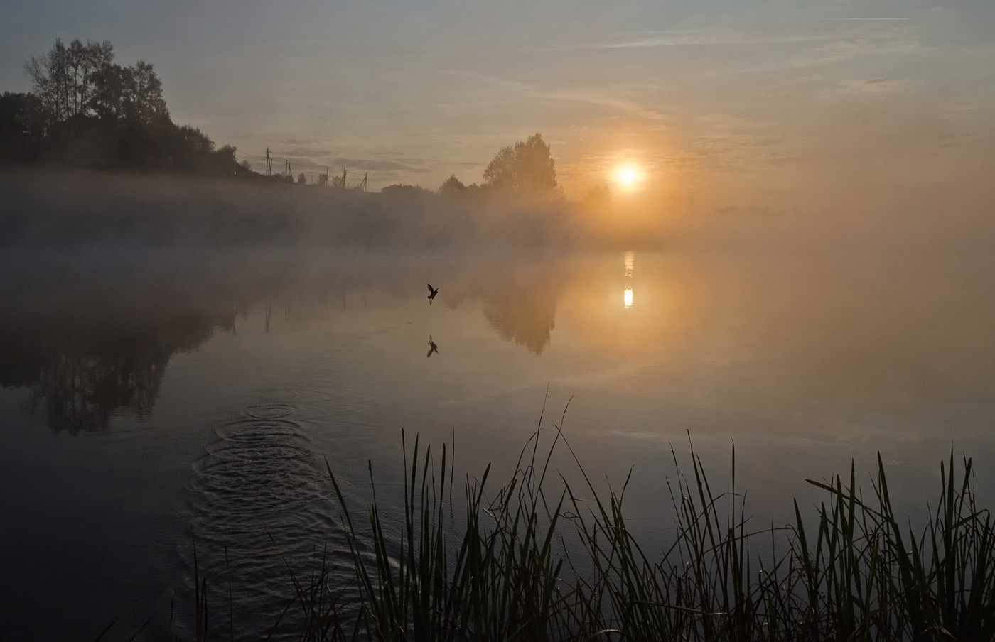 Утро камышницы