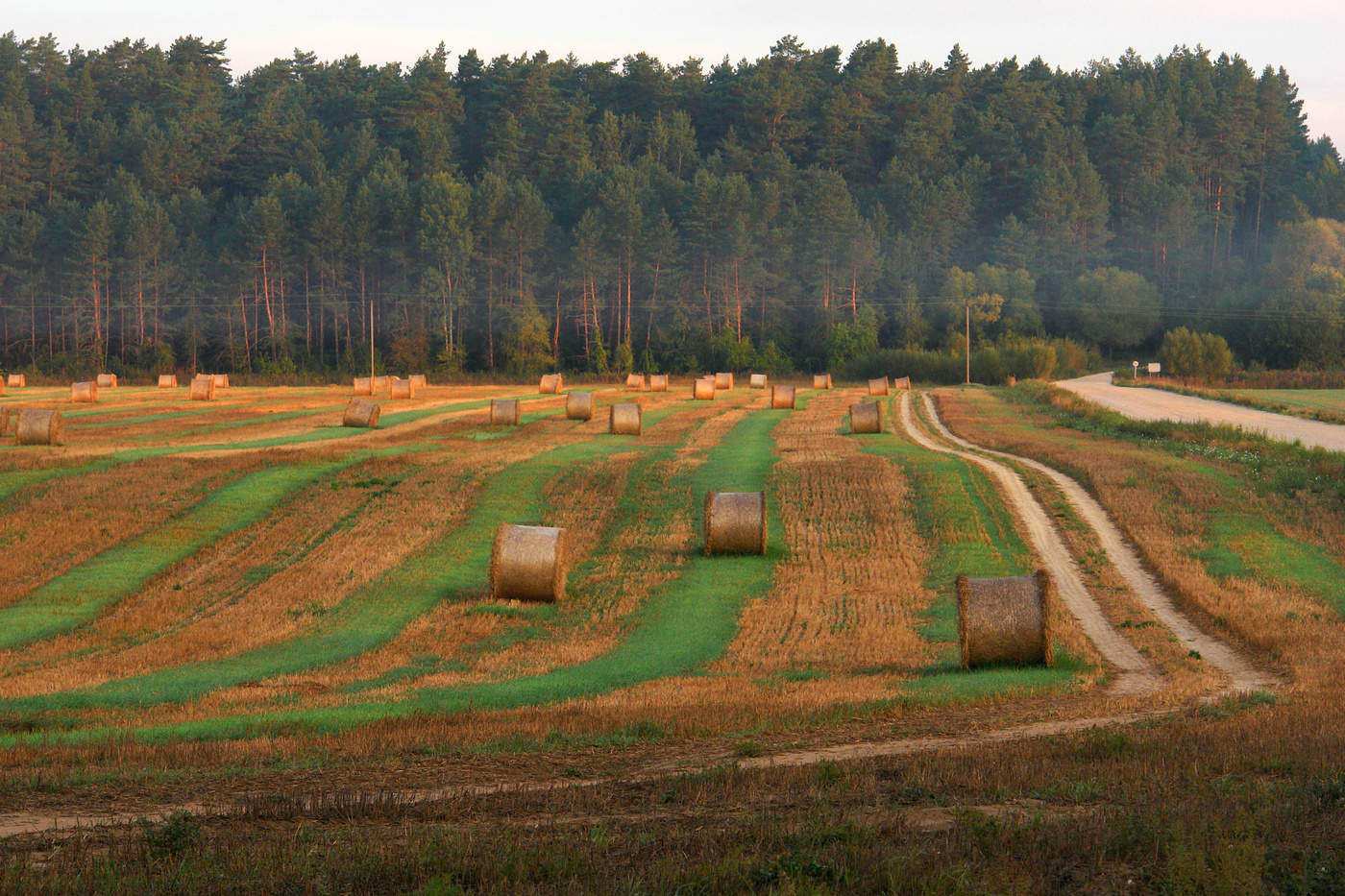 Полосатость