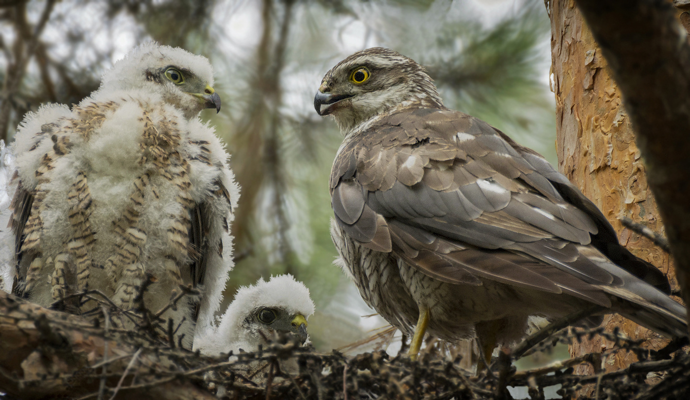 Грозный взгляд..