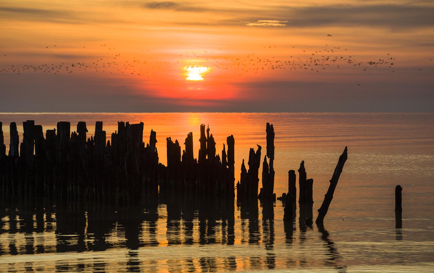 Снова птицы в стаи собираются