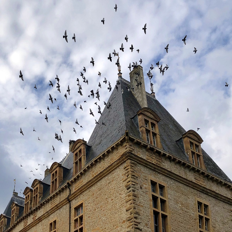 Птицы над замком