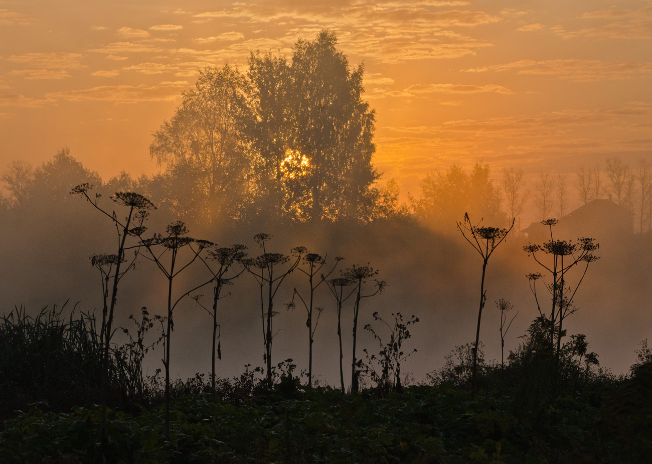 Борщевик. Восход Солнца