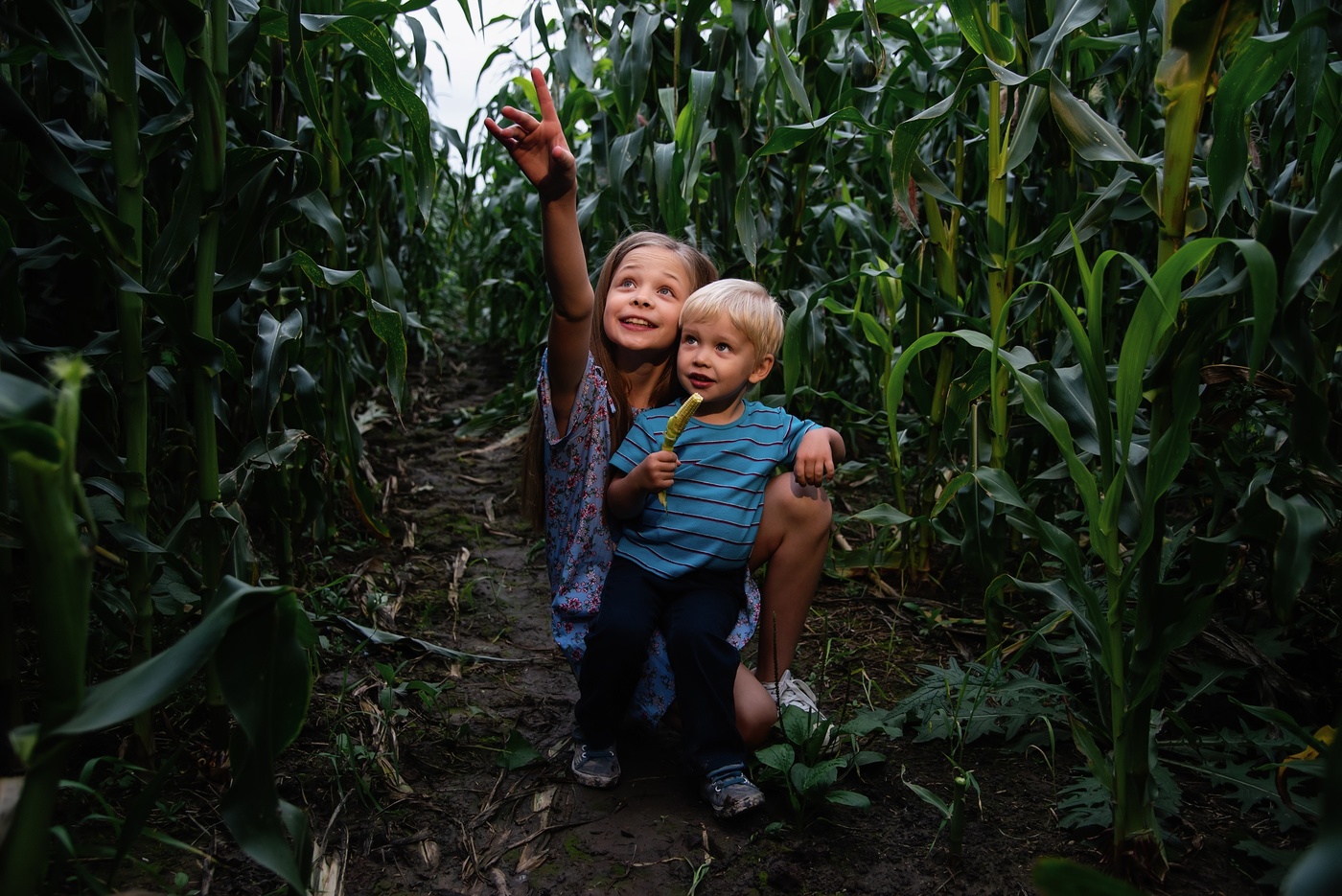В кукурузном лесу
