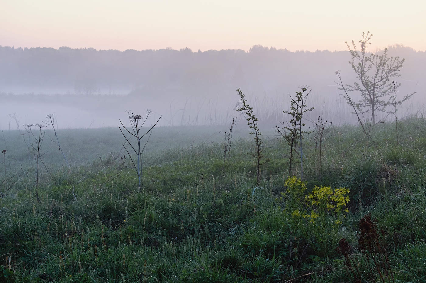 Часовые тумана