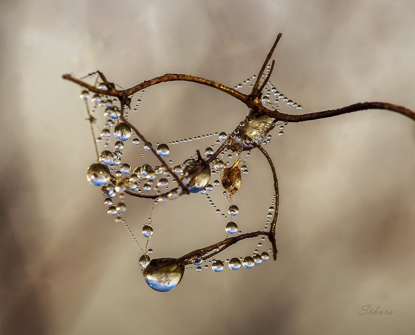 Капельки росы.