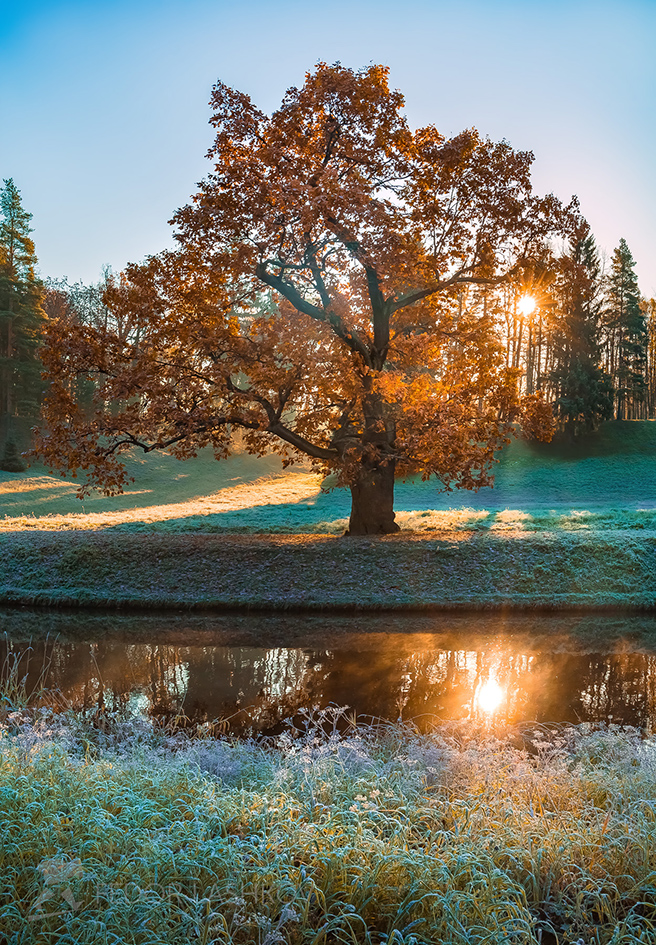 Золотой дуб в парке Павловск