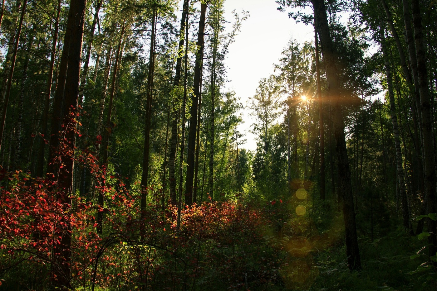 Лес в сентябре.