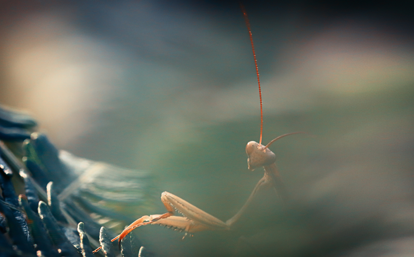 Дратути, меня зовут Модест!