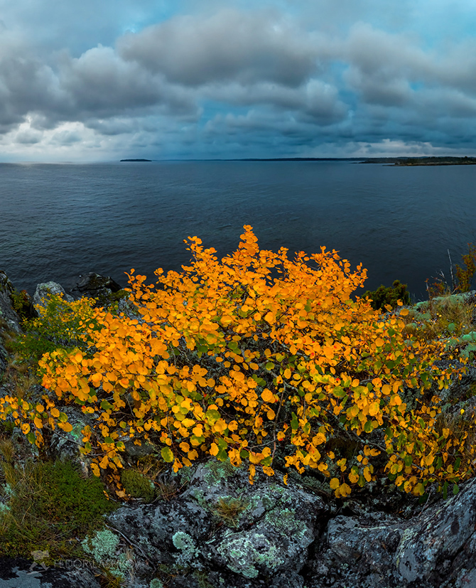 Карликовая осина на скале