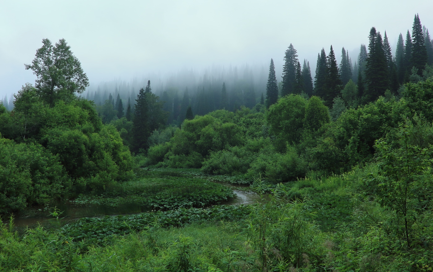 Утро туманное