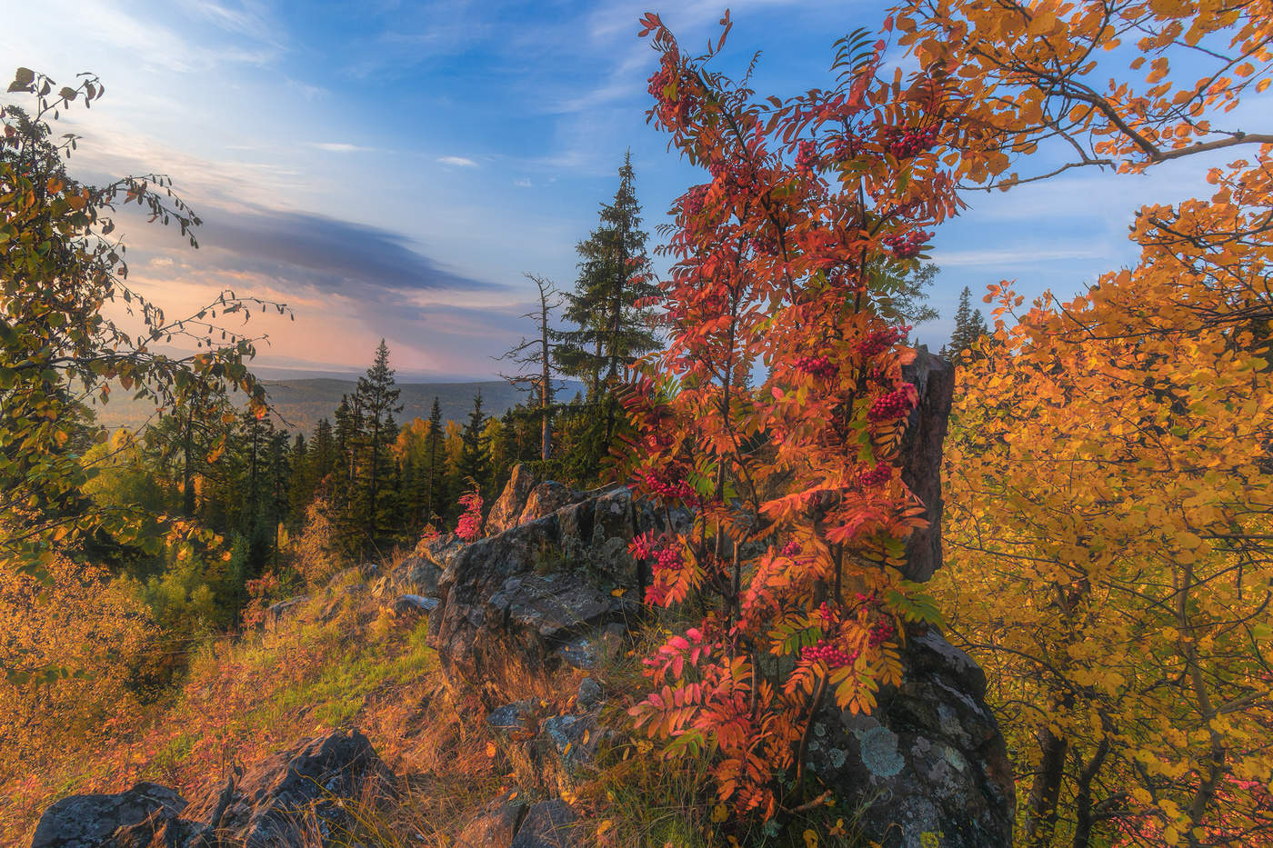 Алые гроздья рябин