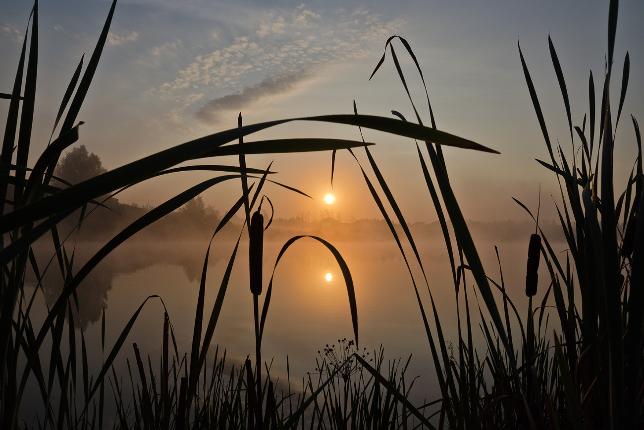 Утро в рогозе
