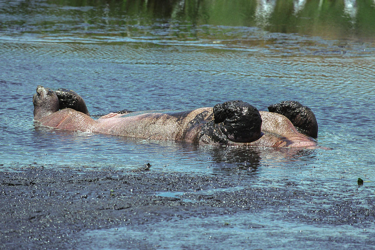 Водные процедуры