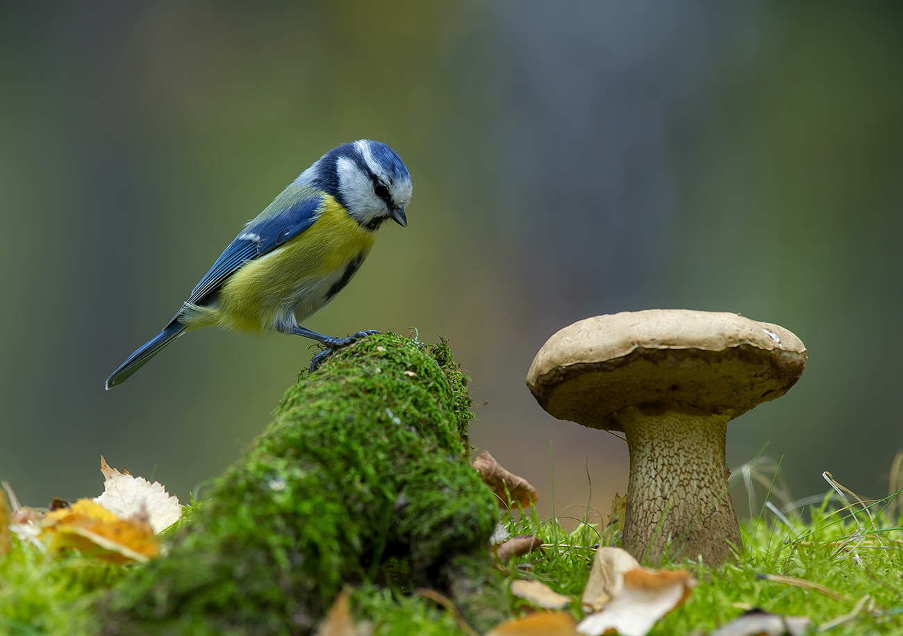 Лесная зарисовка.