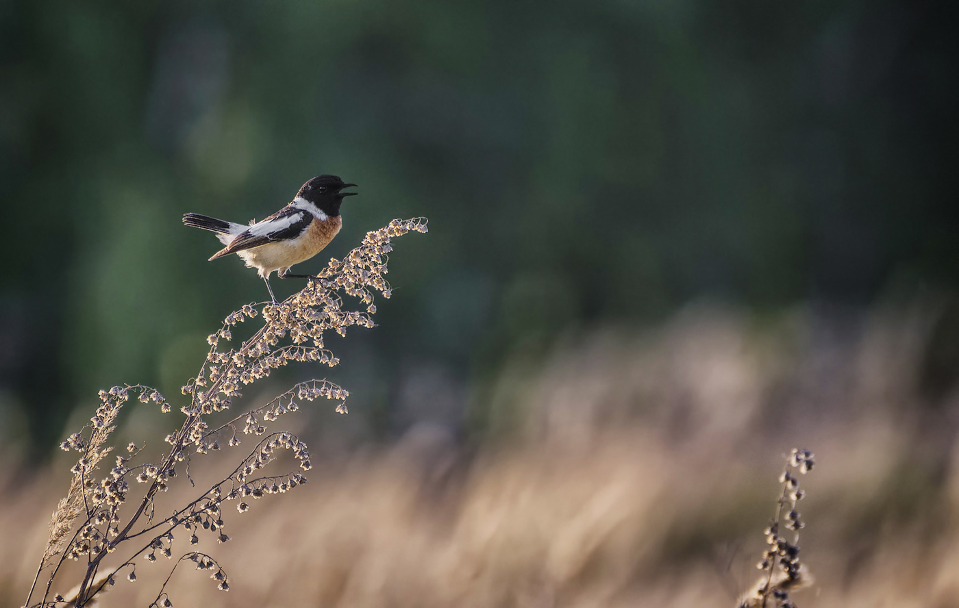 Черноголовый чекан.