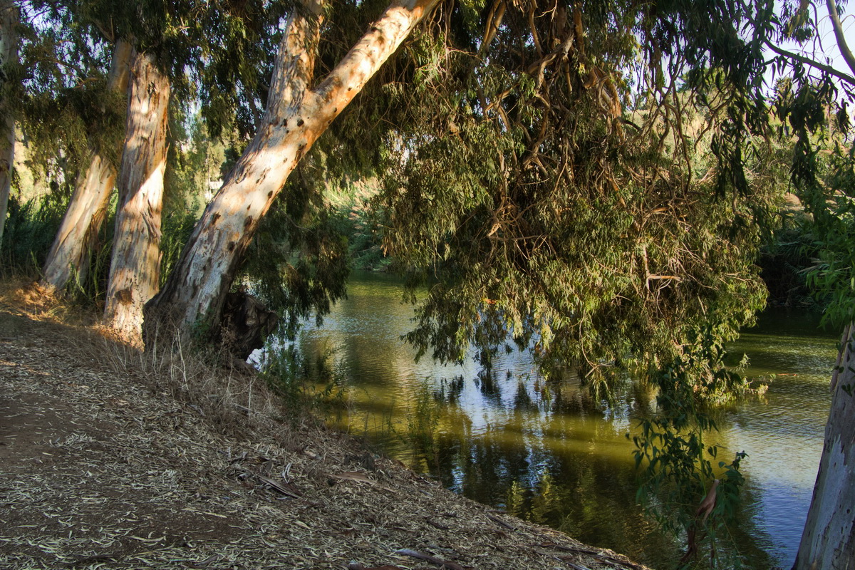 Плакучие эвкалипты