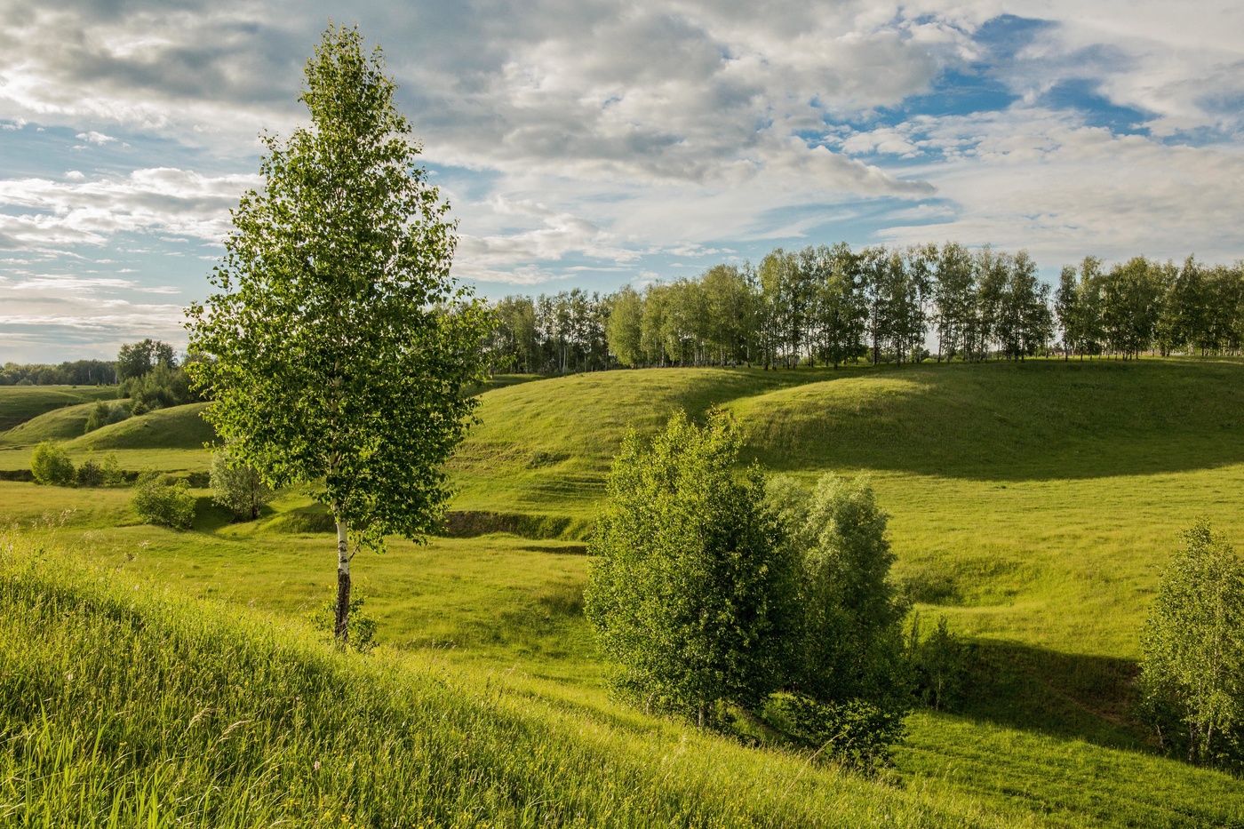Июньская зелень