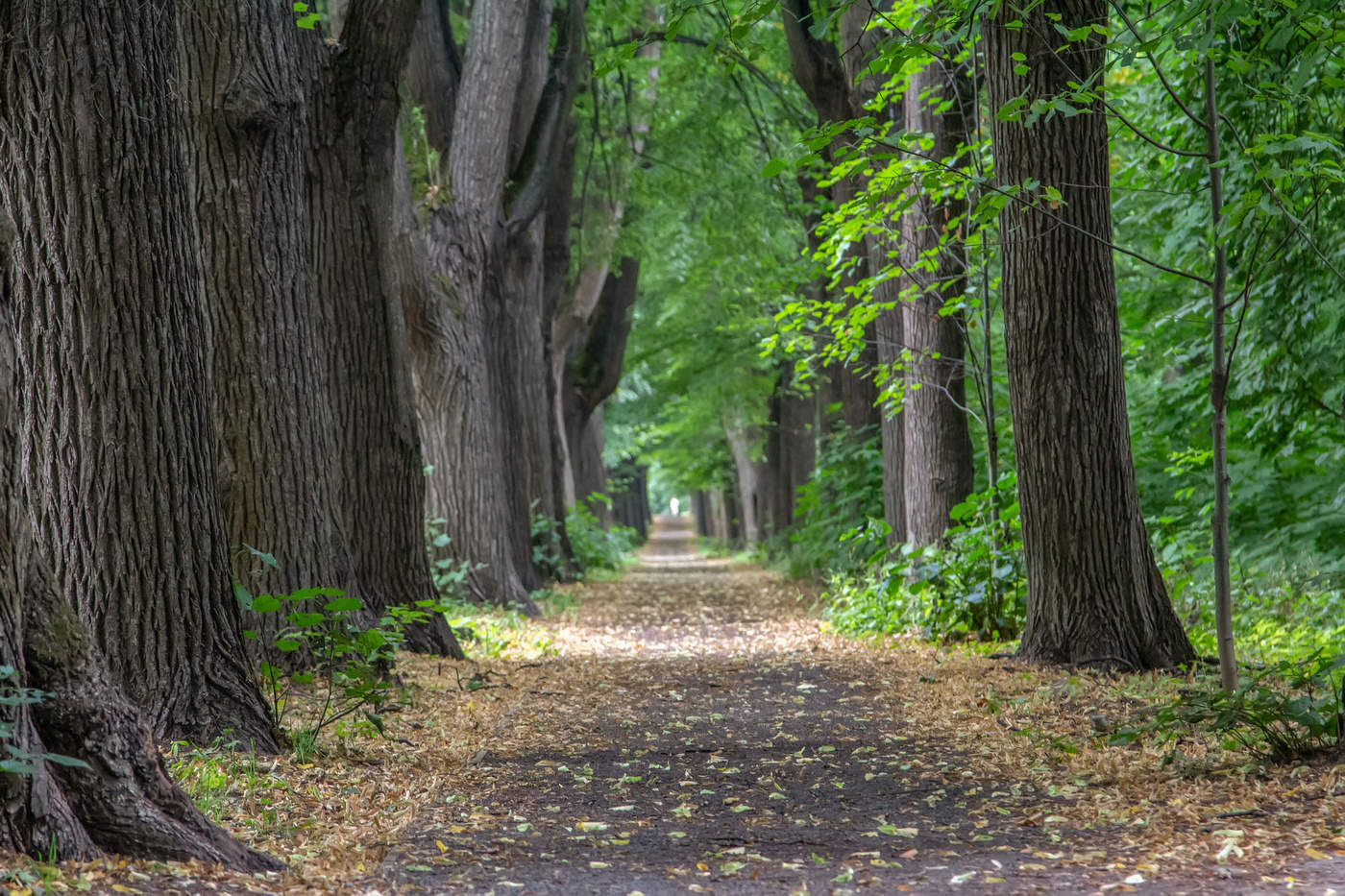 По тенистой аллее...