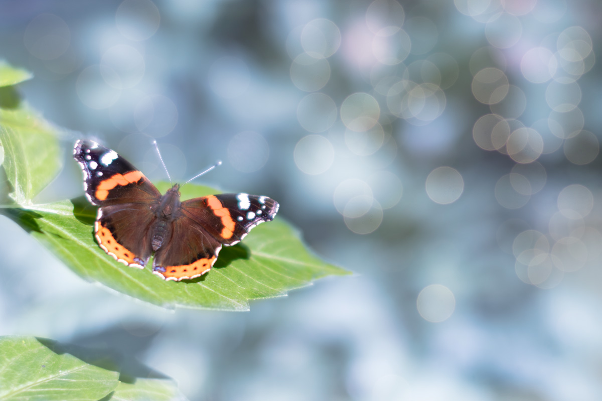 этюд с бабочкой....