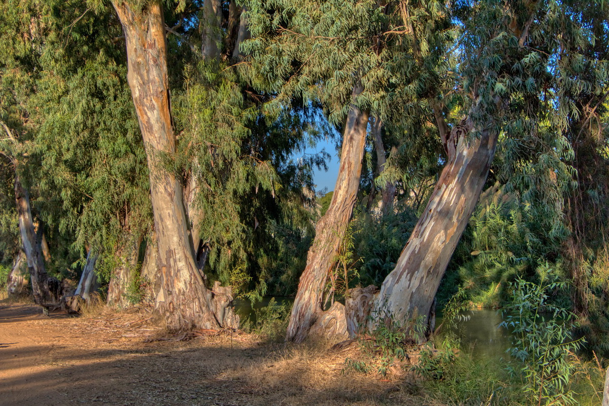 В предзакатных лучах