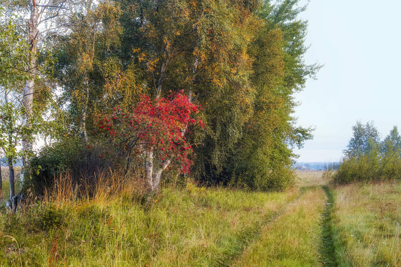 Красная рябина-предвестница осени.