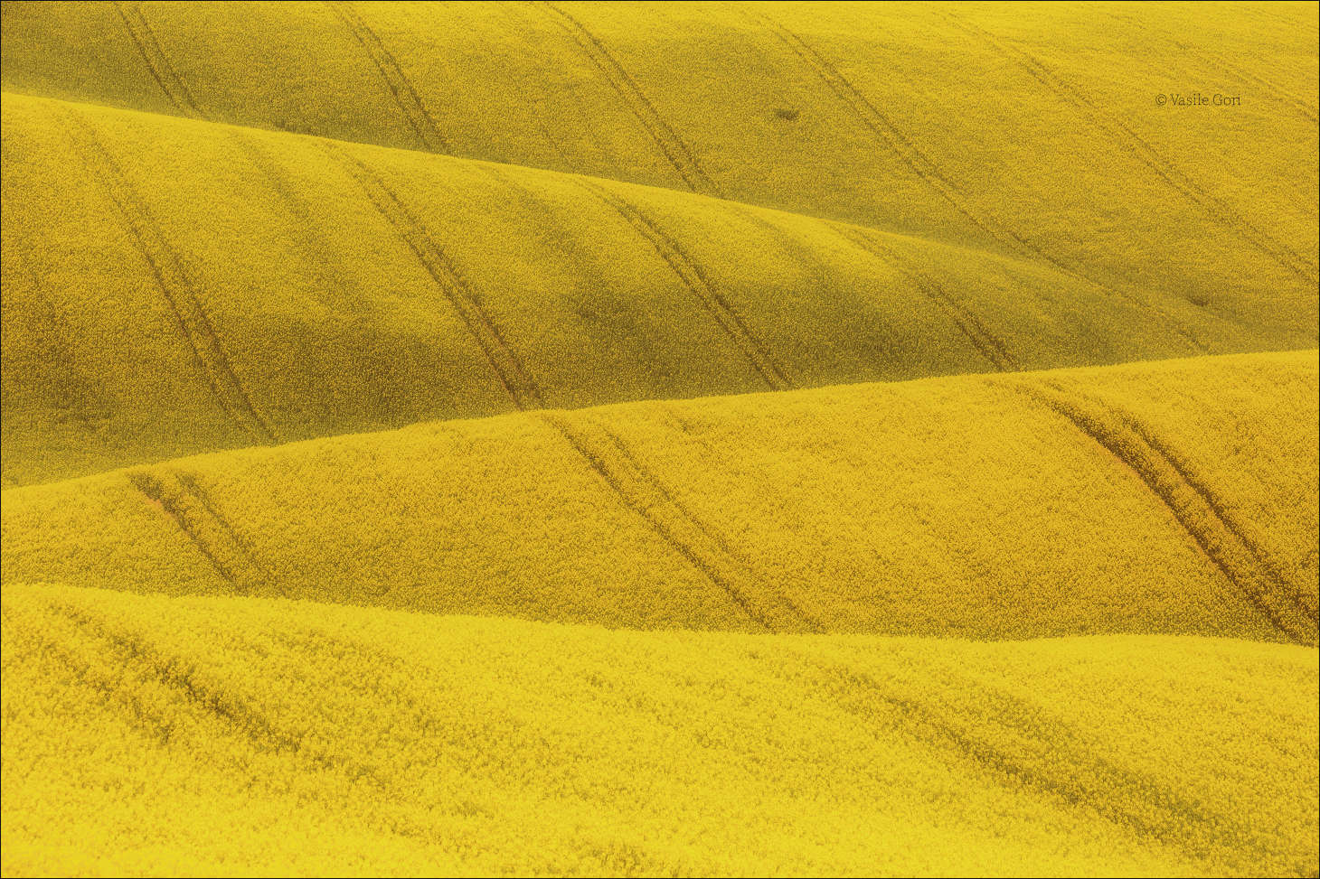 "Волнистая рапсодия"