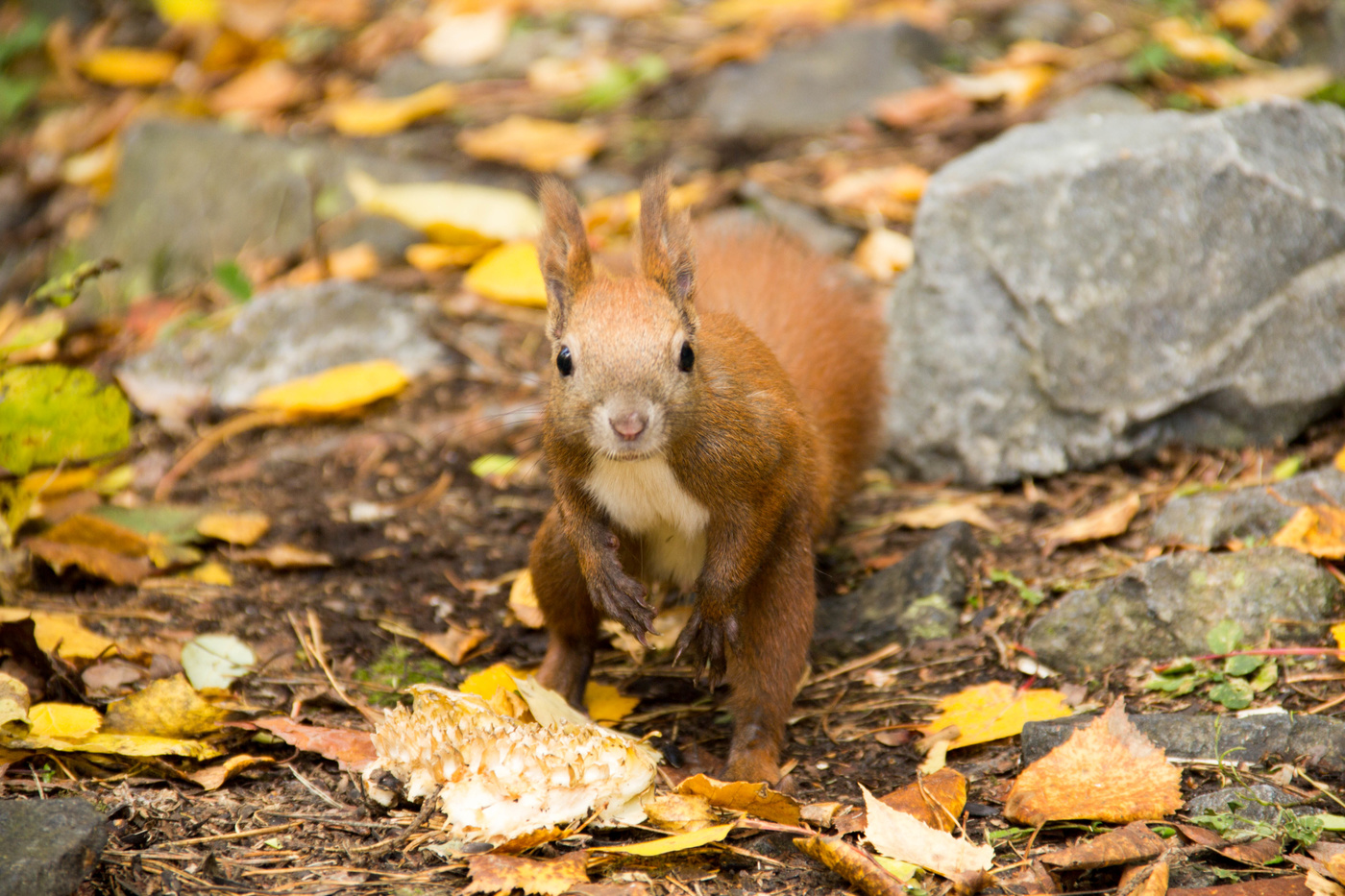 Кролика не видел? В шляпе? С часами? Бегает, всех торопит, а сам исчезает куда-то...