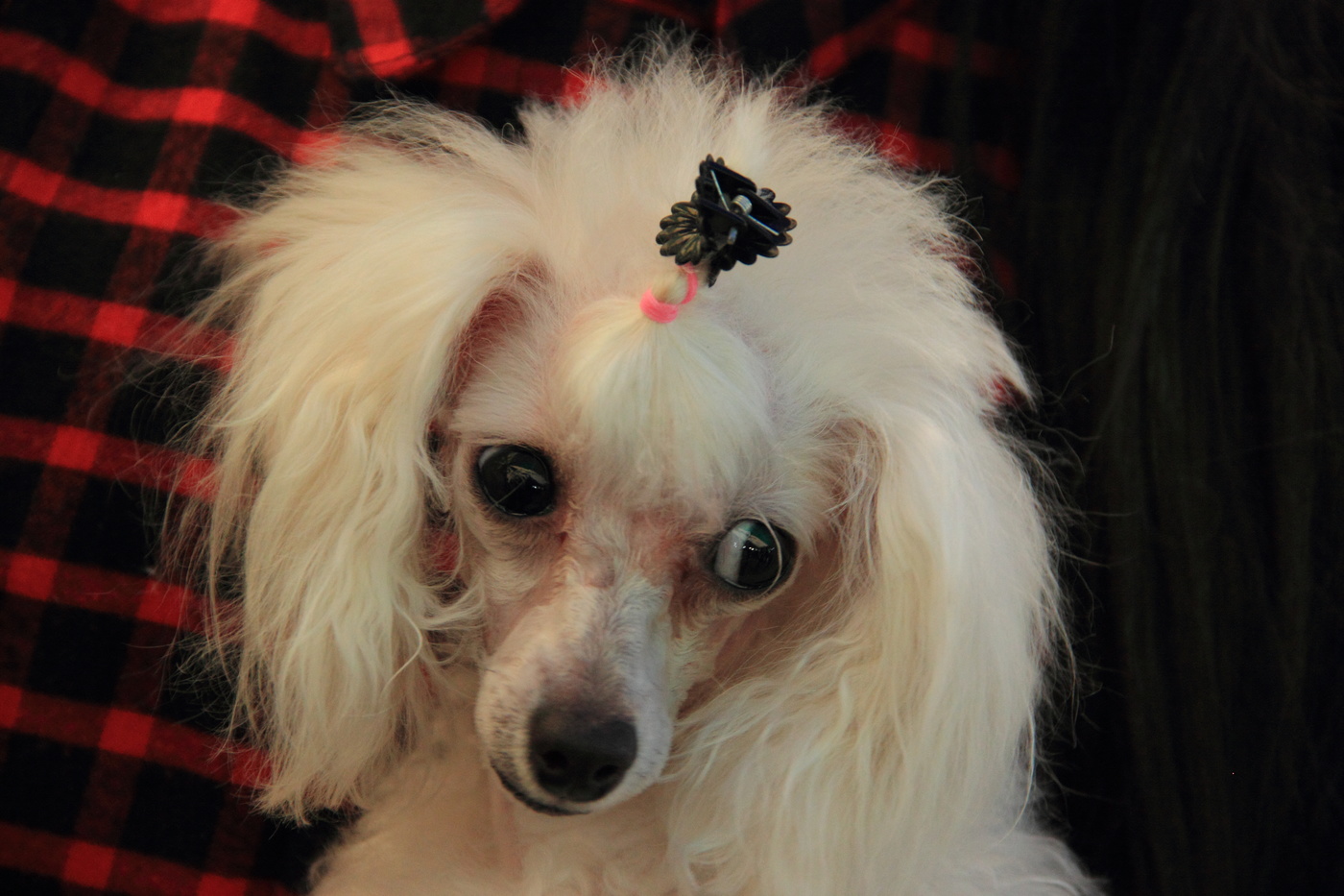 Большеглазка