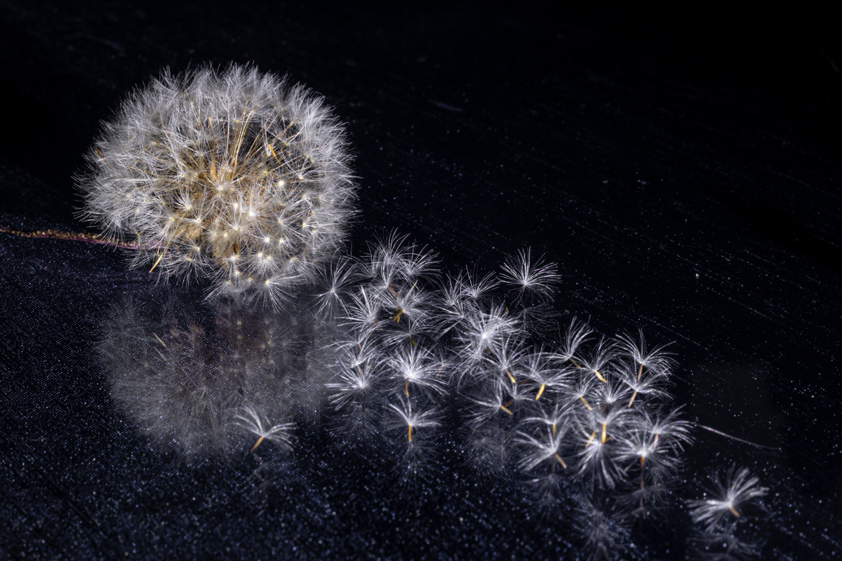 этюд с одуванчиком...