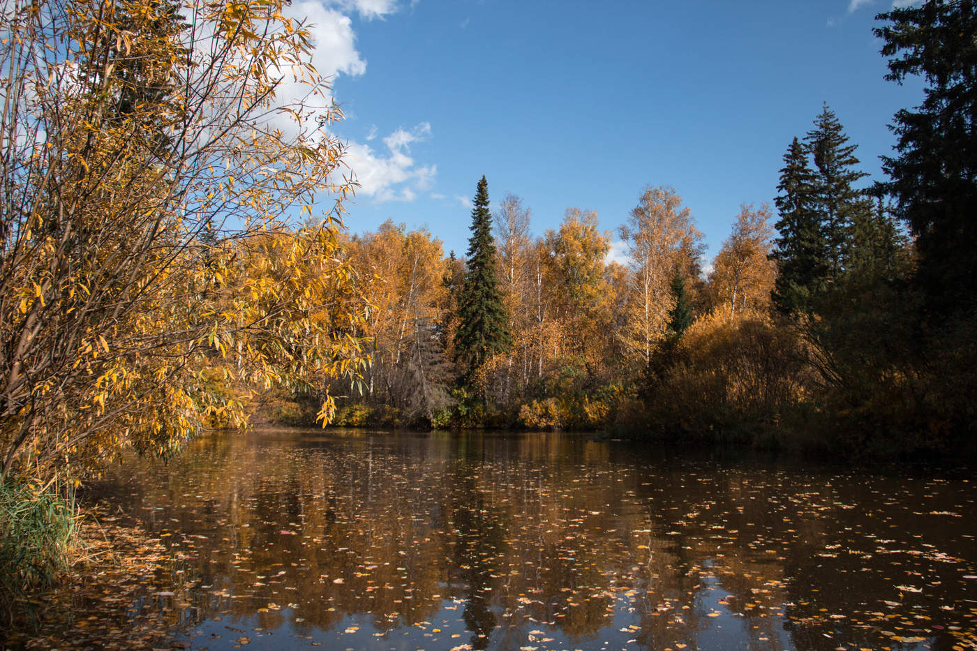 Палитра осени