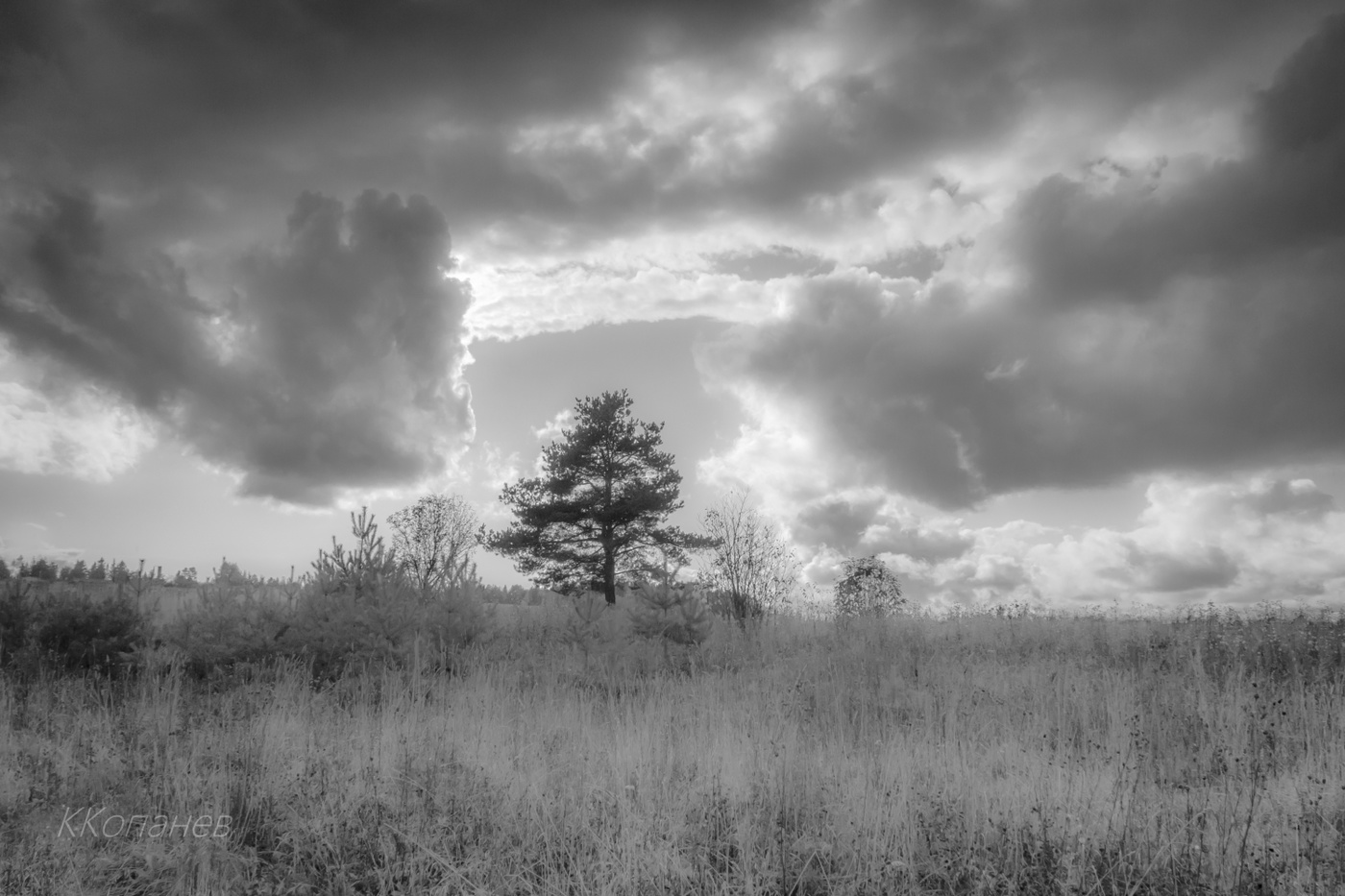 Сосна и облака