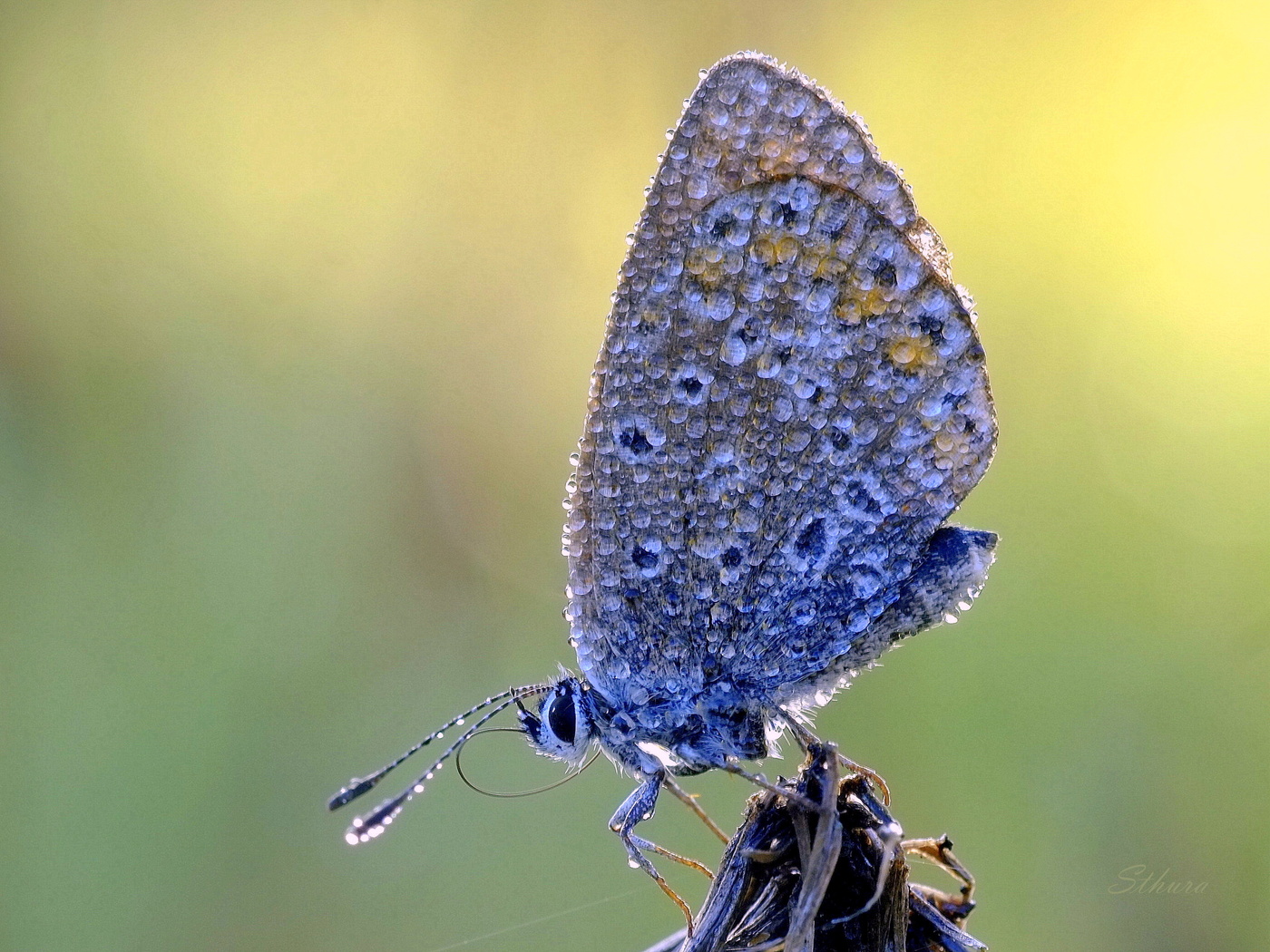 Утренняя бабочка.