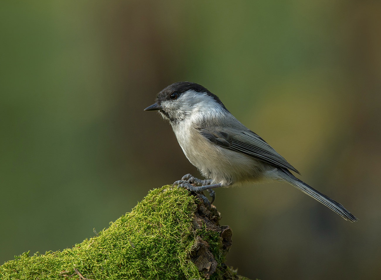 Буроголовая гаичка
