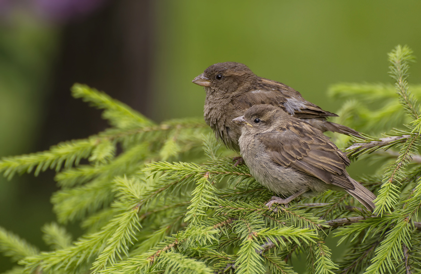 воробушки..