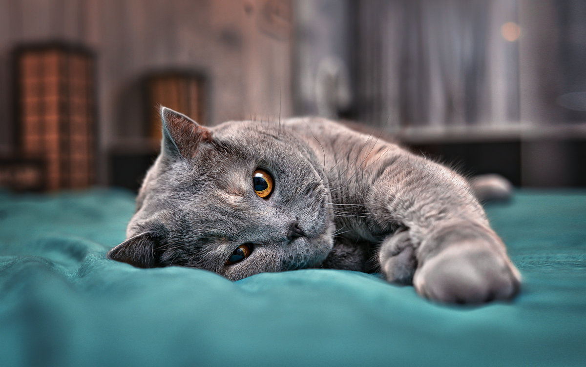 Очень ленивая Бонифация..