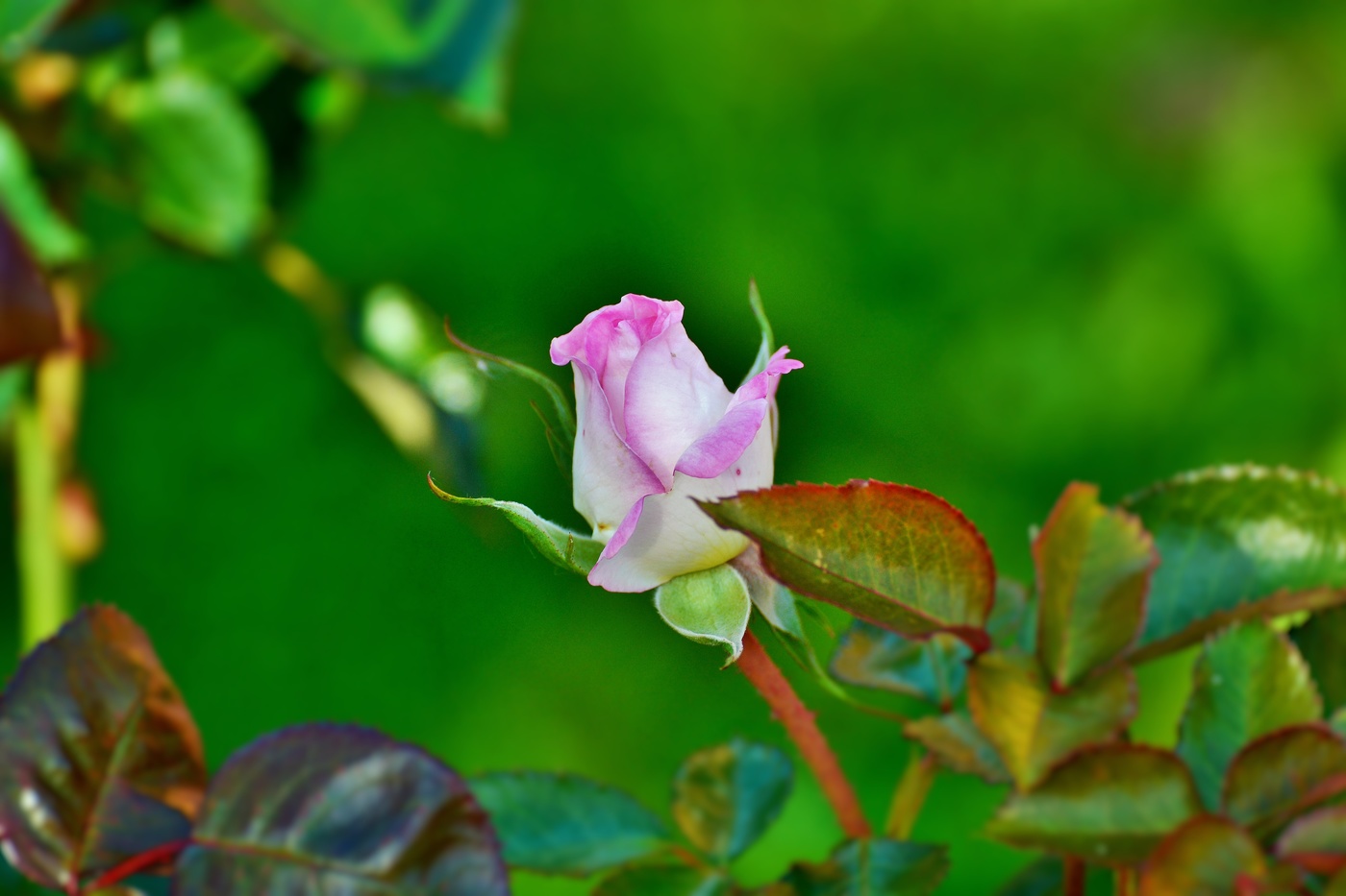 Ее зовут "Принцесса Танзании"