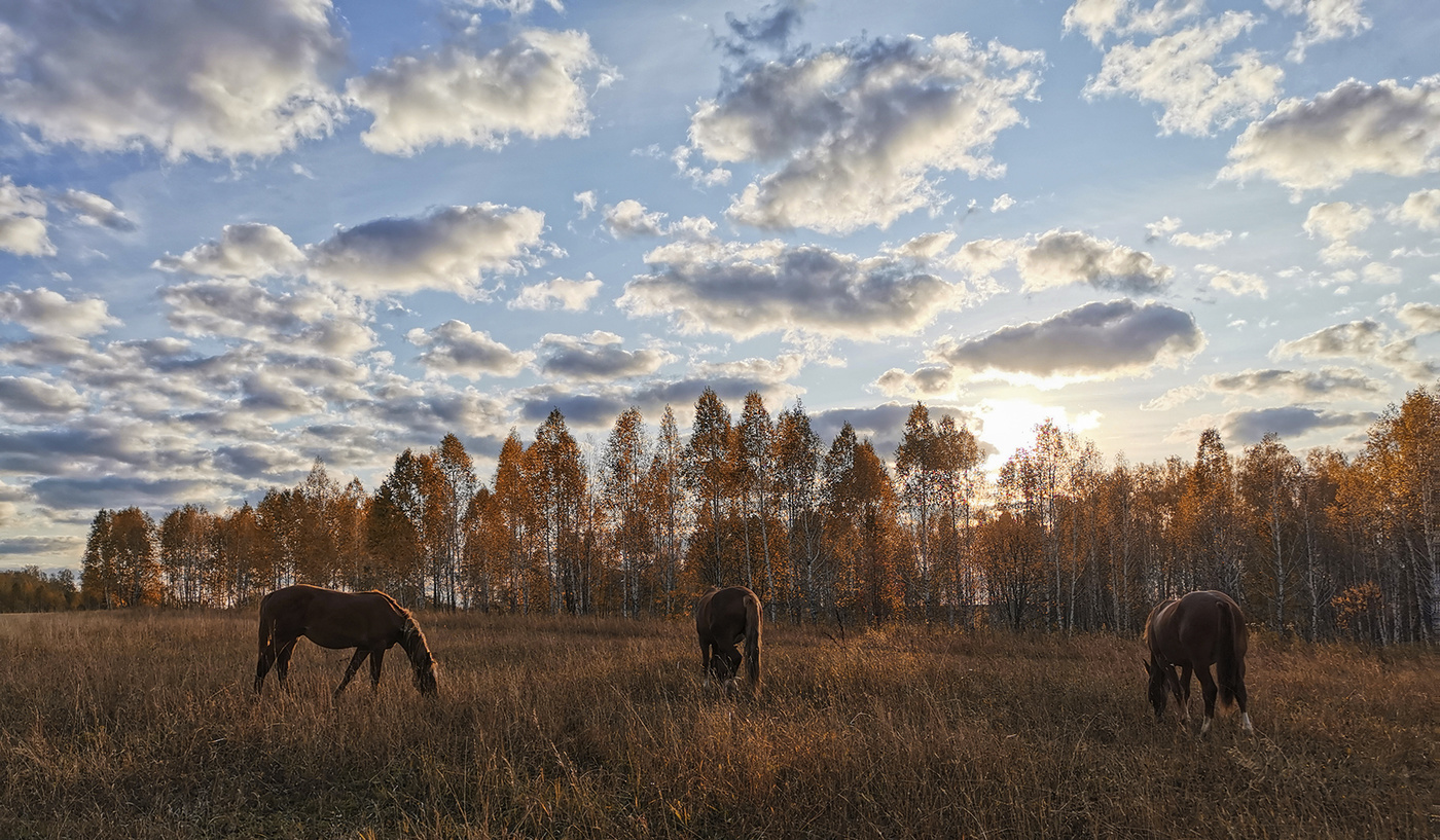 Осенняя зарисовка